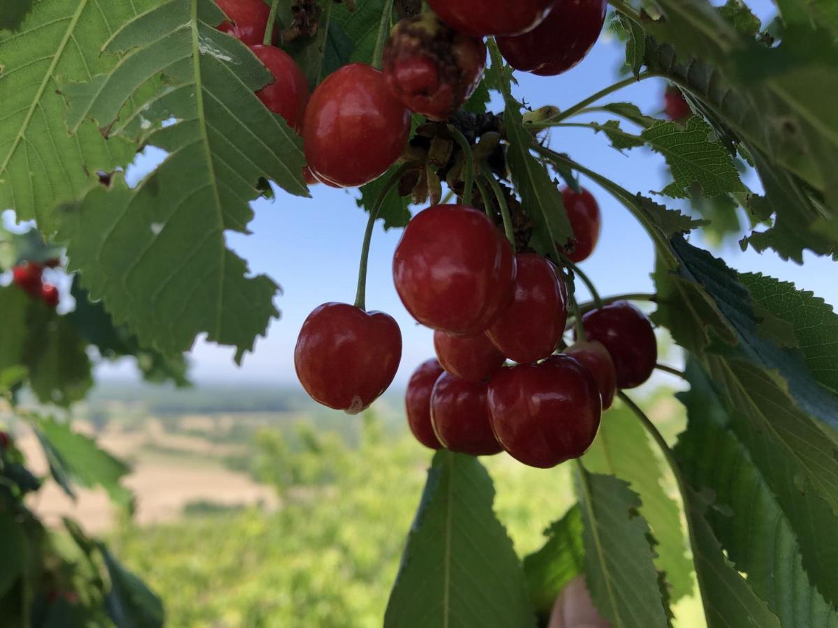 Apartament Ferienhaus Irene Vogtsburg im Kaiserstuhl Zewnętrze zdjęcie